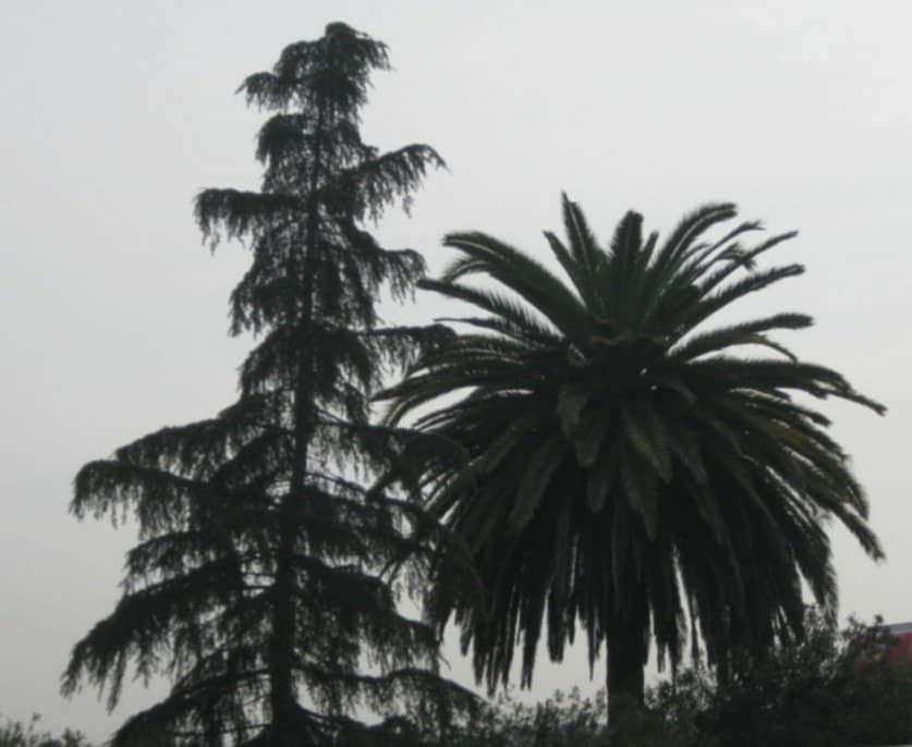 The palm and pine trees that inspired the bar's name